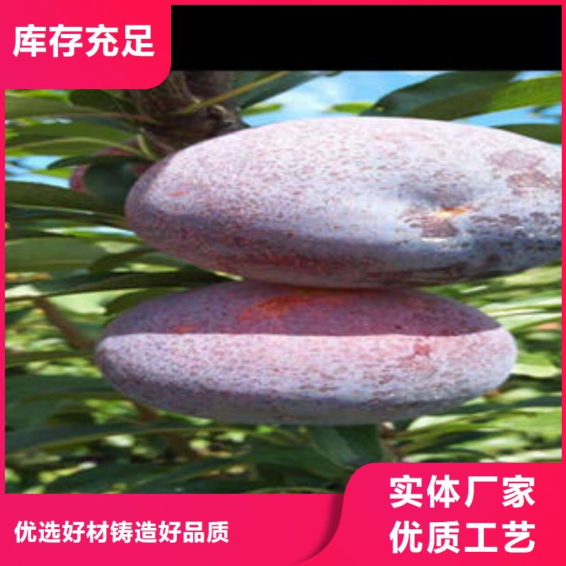 李子苗核桃苗匠心品質(zhì)