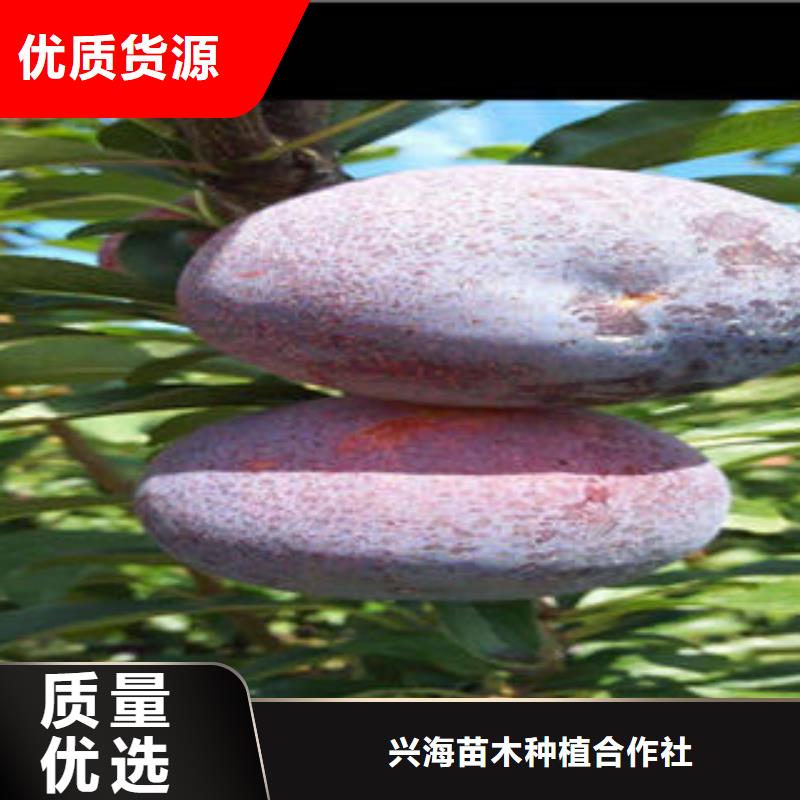李子苗梨樹苗拒絕中間商