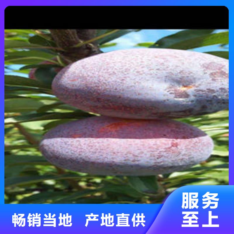 李子苗核桃苗工廠直銷