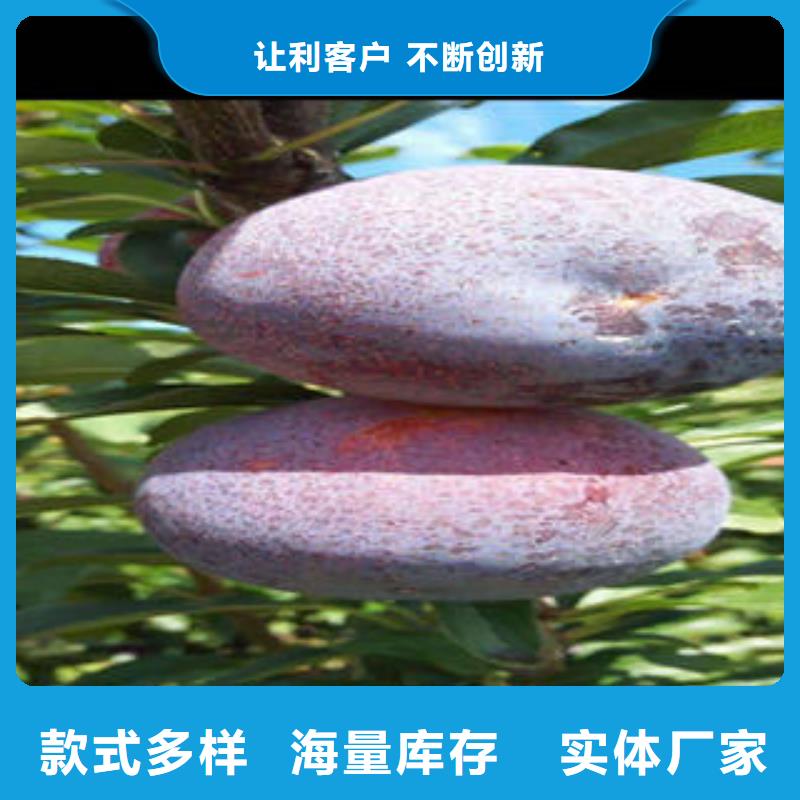 李子苗桃樹苗庫存齊全廠家直供