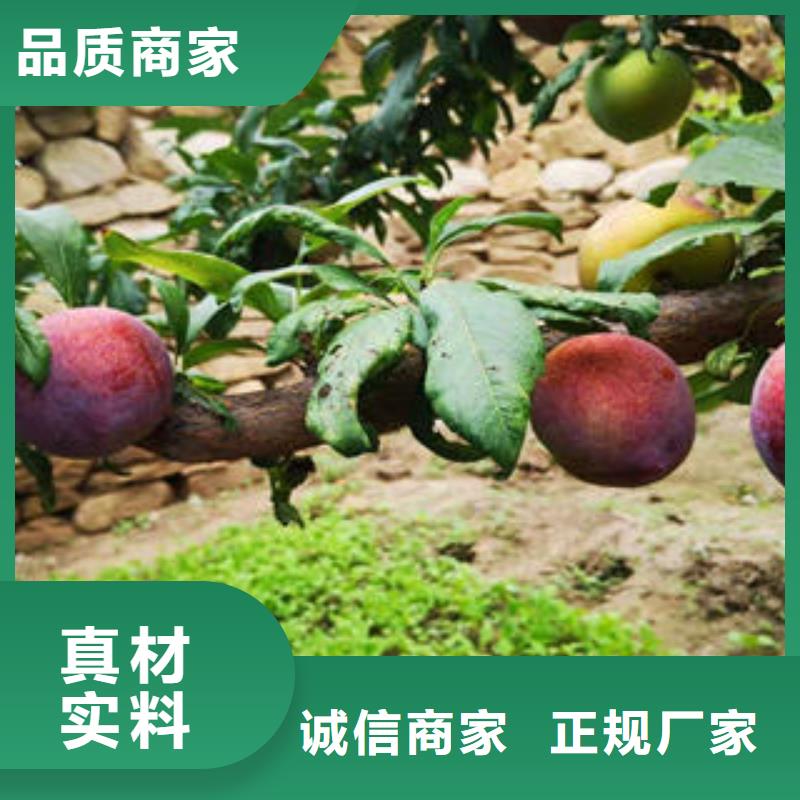 【李子苗葡萄苗貨真價實】