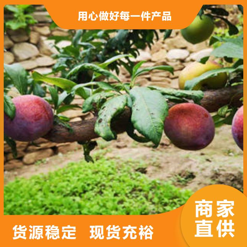 李子苗花椒苗認準大品牌廠家