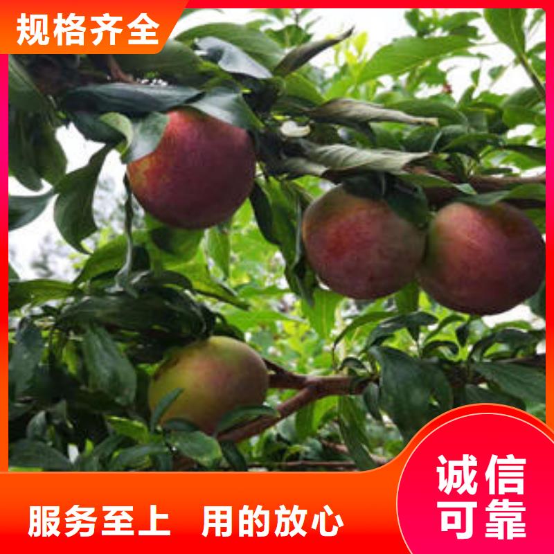 花椒苗视频-花椒苗-广东省韶关市南雄|仁化|湛江|广州|肇庆|阳江此地生产商