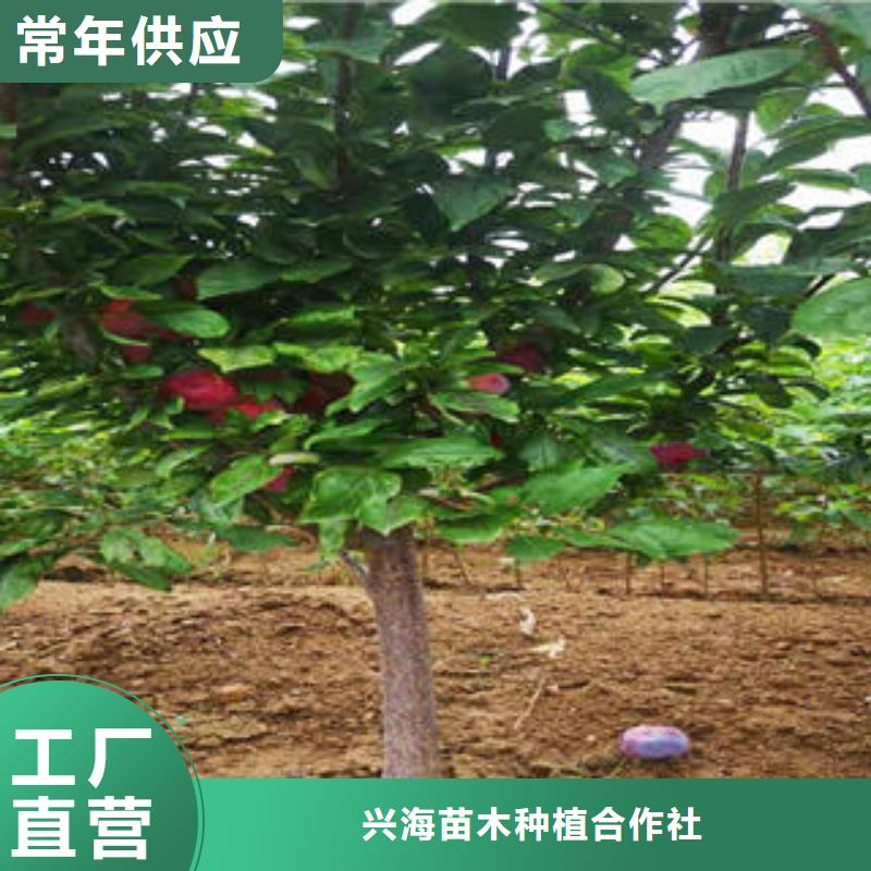 李子苗-山楂苗多行業(yè)適用