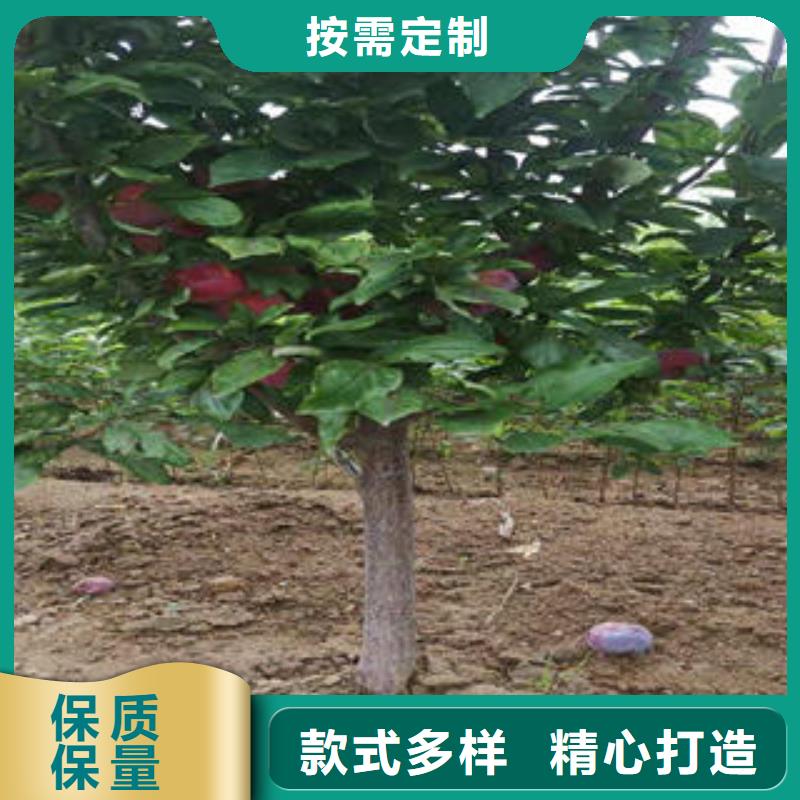 李子苗貨到付款