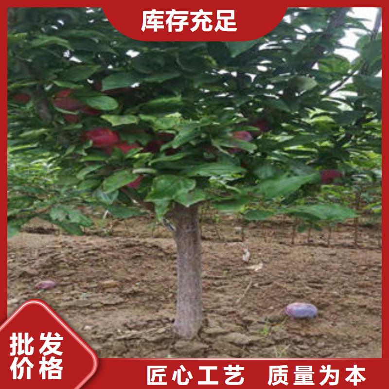 【李子苗蘋果苗供應采購】