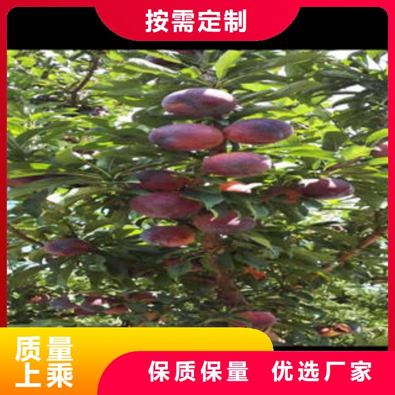李子苗,桃樹苗工廠直銷
