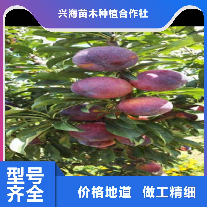 李子苗花椒苗老品牌廠家