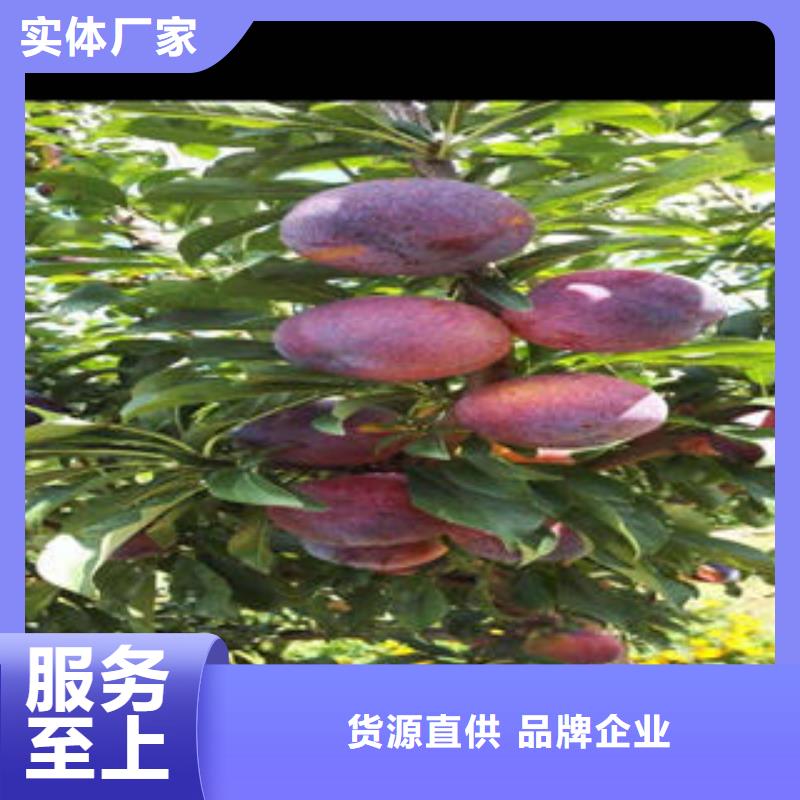 李子苗-花椒苗做工精細(xì)