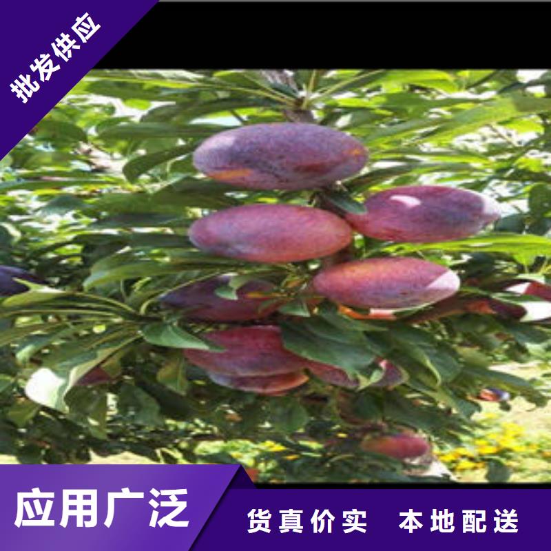 李子苗-【山楂苗】好貨直銷