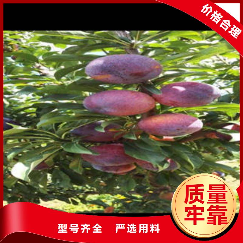 花椒苗视频-花椒苗-广东省韶关市南雄|仁化|湛江|广州|肇庆|阳江此地生产商