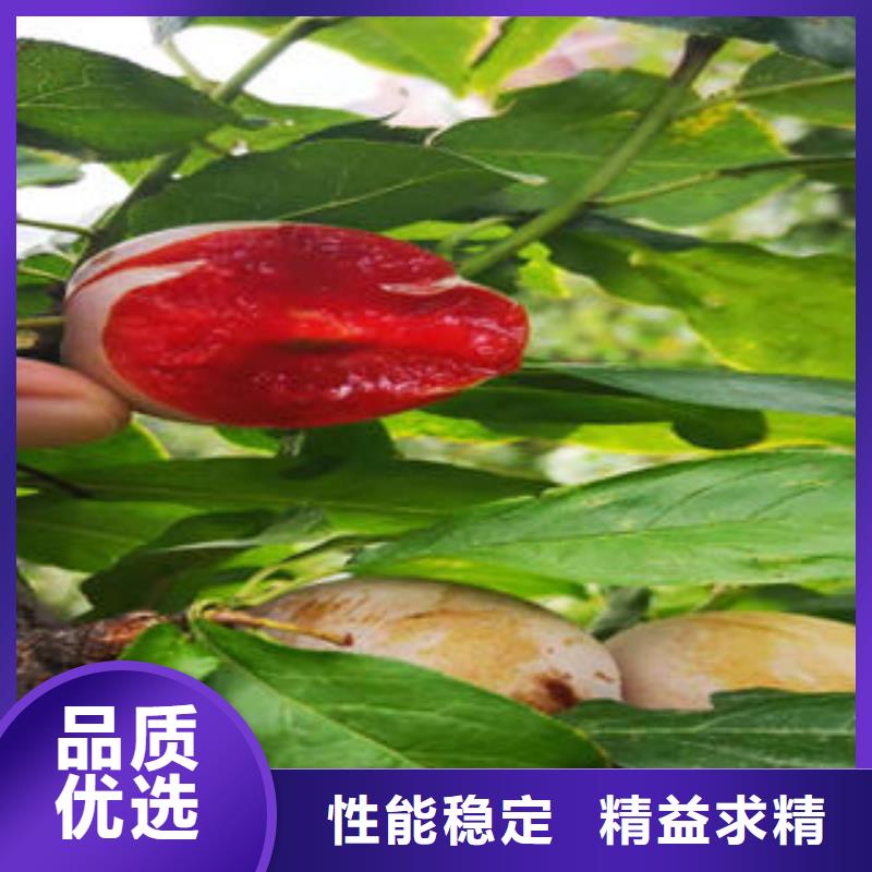 李子苗-梨樹苗符合標(biāo)準(zhǔn)