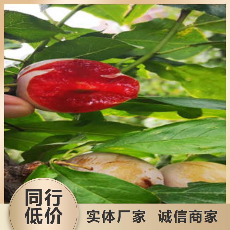 【李子苗板栗苗誠信商家服務(wù)熱情】