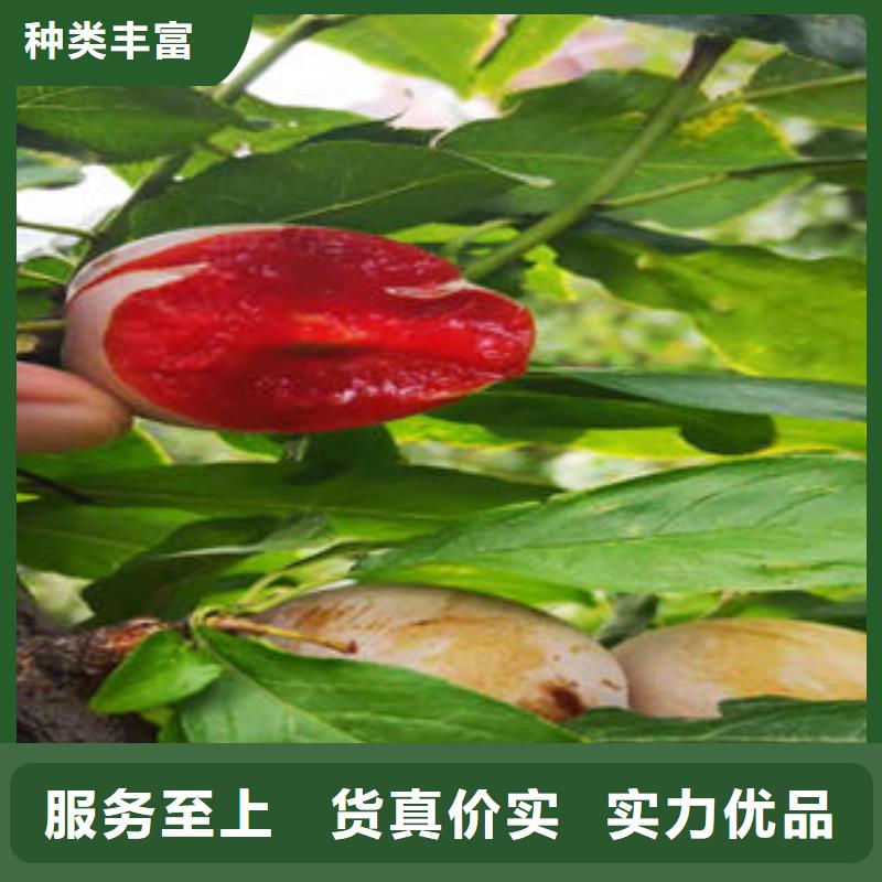 李子苗桃樹苗品質不將就