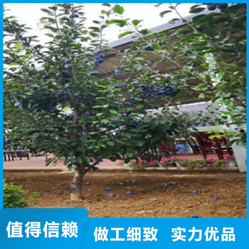 花椒苗视频-桂林市花椒苗-【当地】可服务区域临桂|全州|北海|来宾|梧州|贵港|河池|玉林|百色