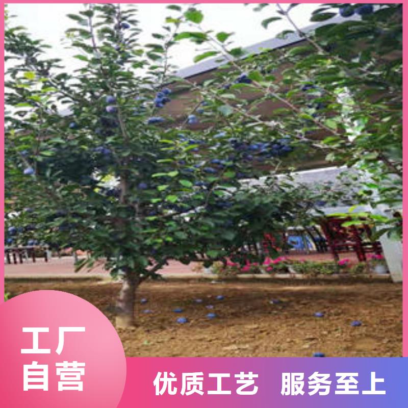 李子苗梨樹苗廠家直銷省心省錢