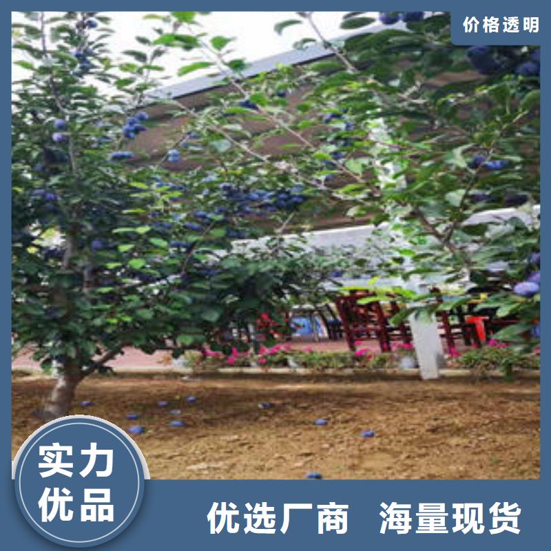 李子苗-梨樹苗符合標(biāo)準(zhǔn)