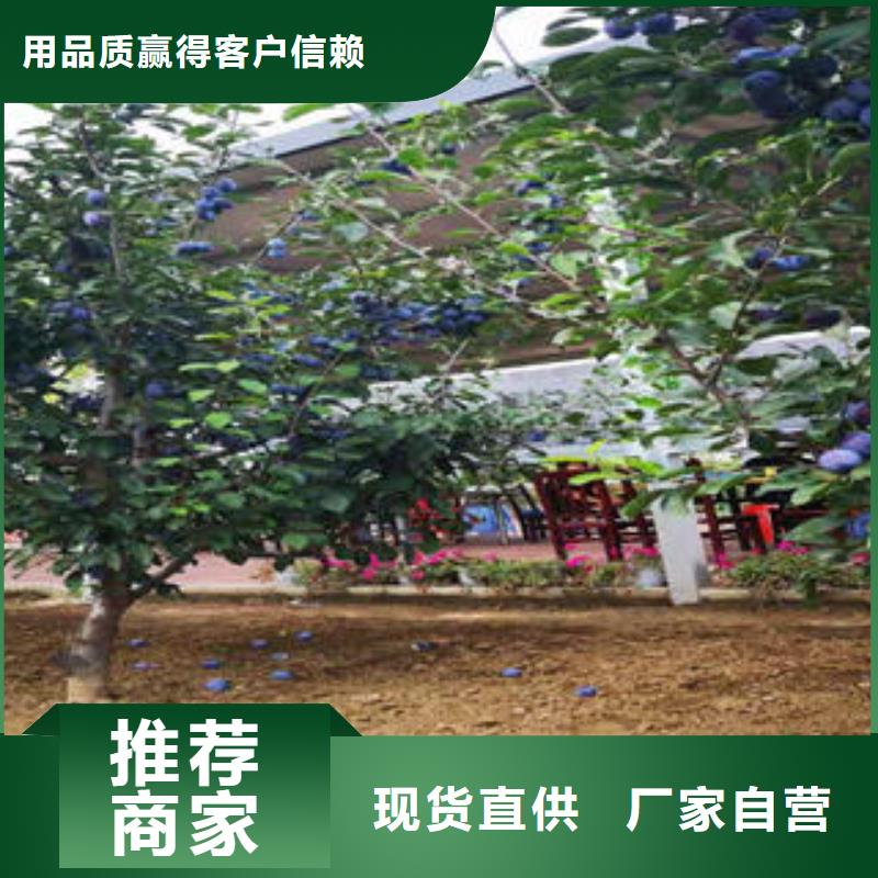 李子苗桃樹(shù)苗把實(shí)惠留給您