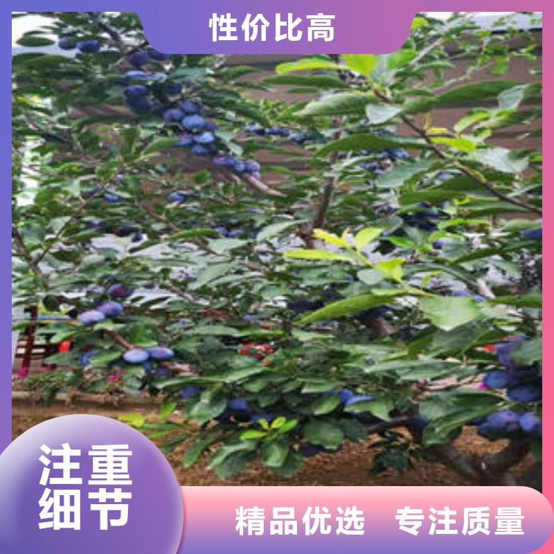 李子苗-桃樹苗應用廣泛