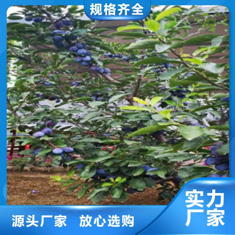 花椒苗视频-花椒苗-广东省韶关市南雄|仁化|湛江|广州|肇庆|阳江此地生产商