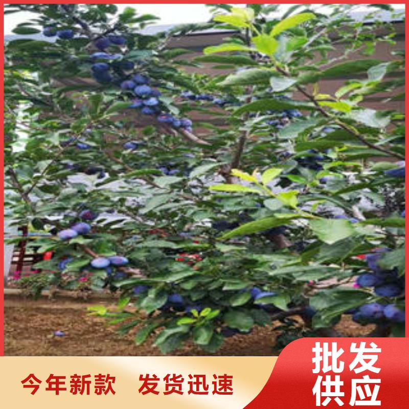 【李子苗葡萄苗貨真價實】