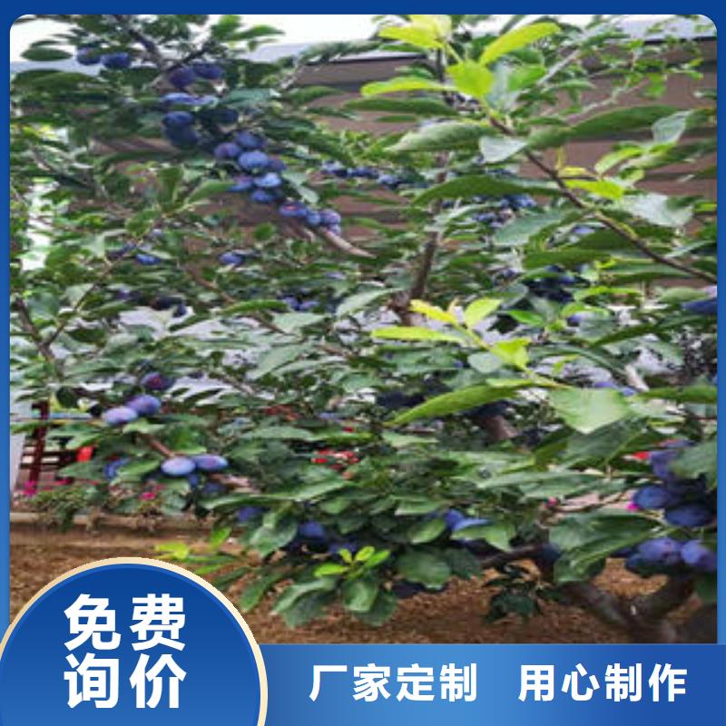 李子苗_桃树苗免费回电