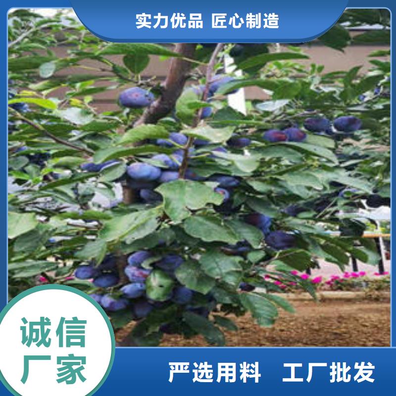 李子苗梨樹苗專業生產設備