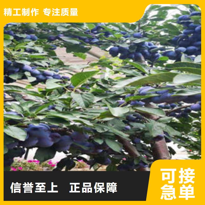 李子苗桃樹苗庫存齊全廠家直供
