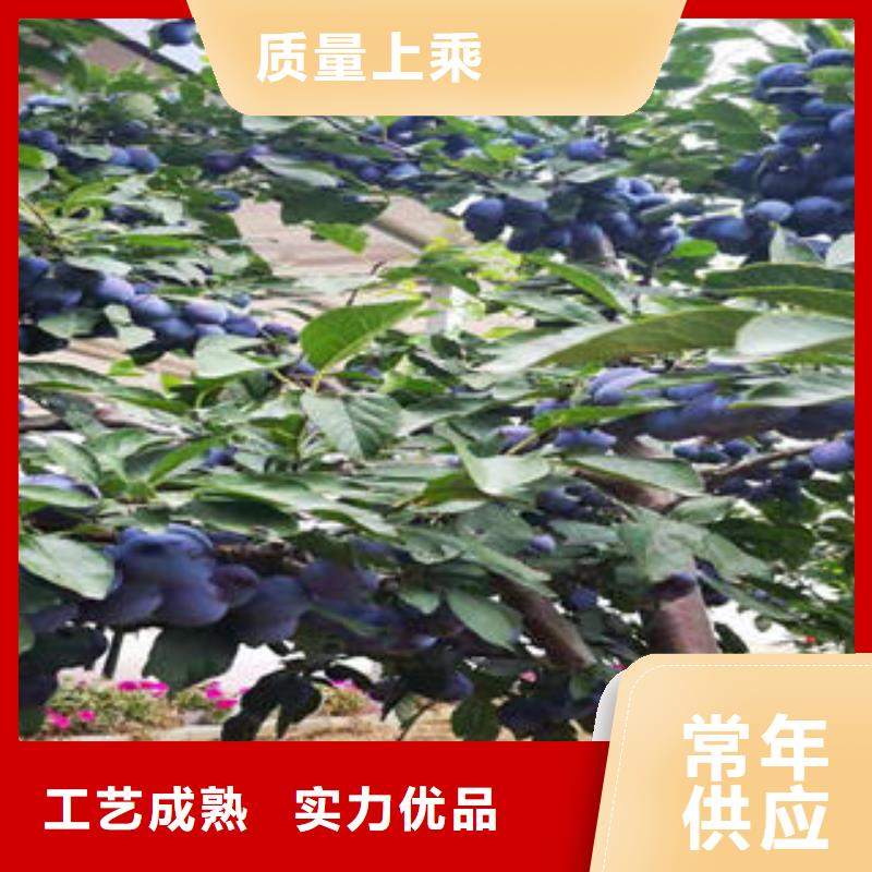 李子苗-山楂苗多行業(yè)適用