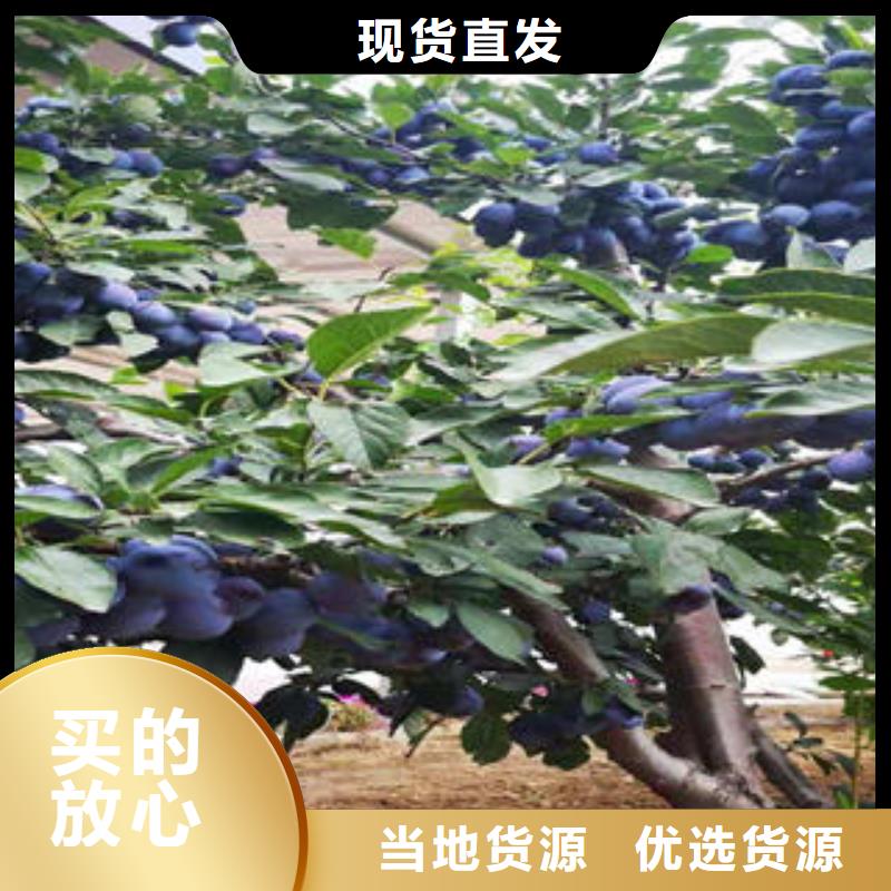 【李子苗葡萄苗貨真價實】
