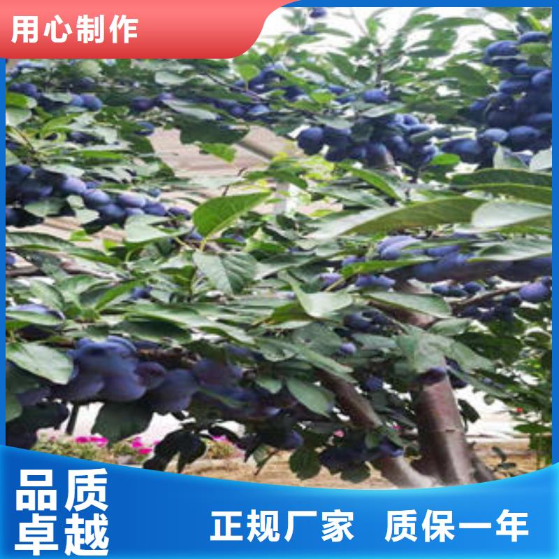 花椒苗视频-花椒苗-广东省韶关市南雄|仁化|湛江|广州|肇庆|阳江此地生产商