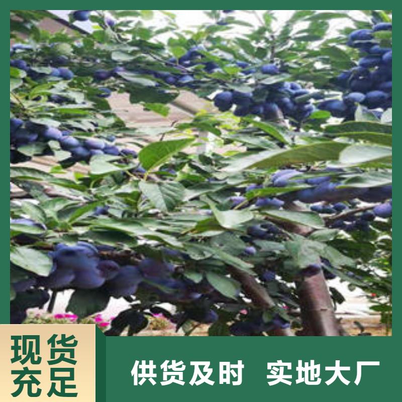 李子苗花椒苗信譽至上