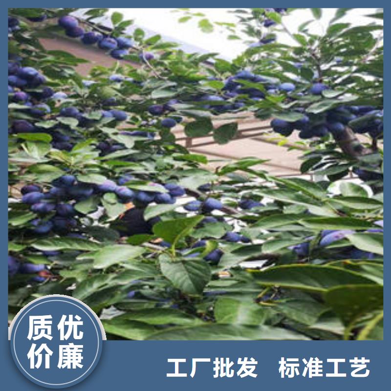 李子苗_桃树苗免费回电