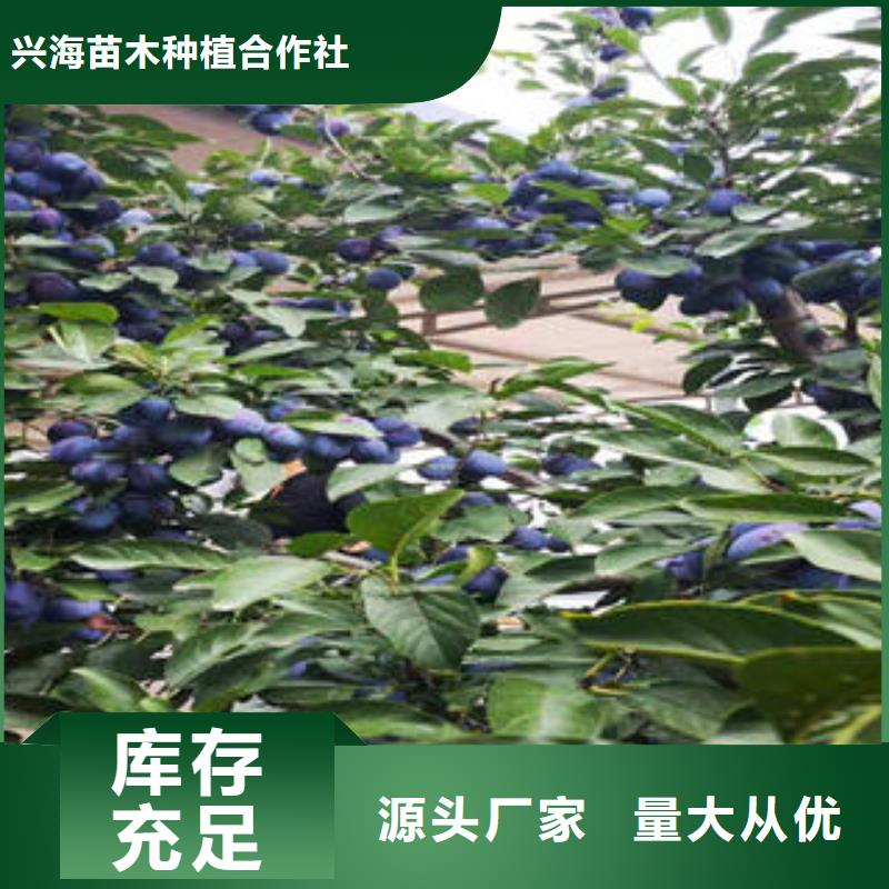 【李子苗】板栗苗廠家直接面向客戶