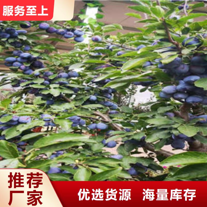 李子苗核桃苗工廠直銷