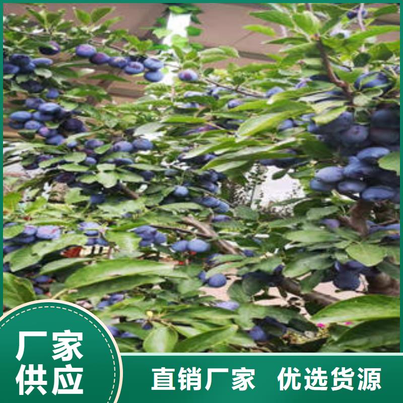 【李子苗山楂苗免費安裝】