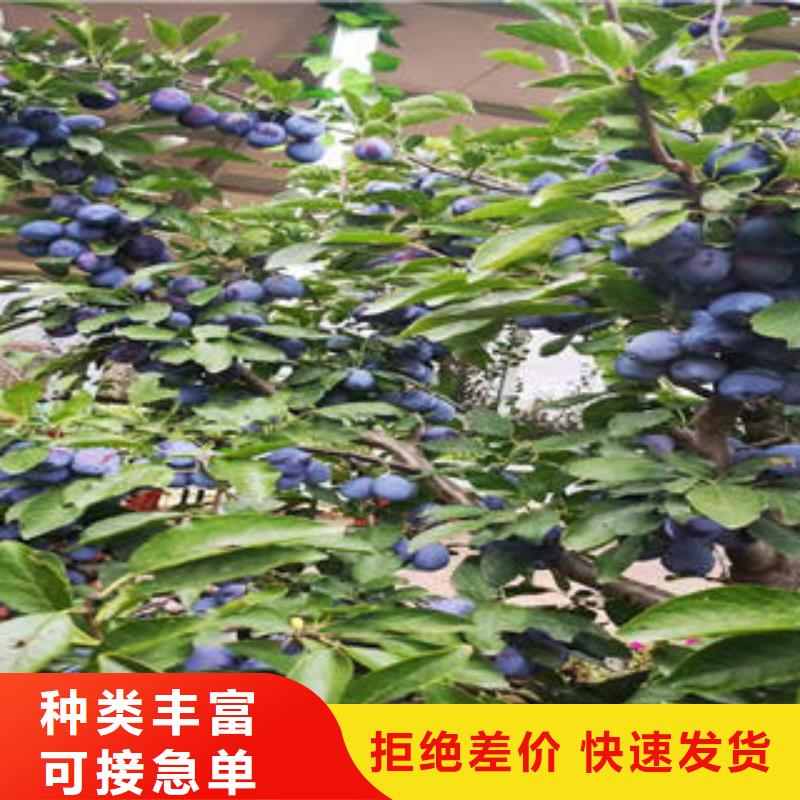 【李子苗核桃苗實力工廠】