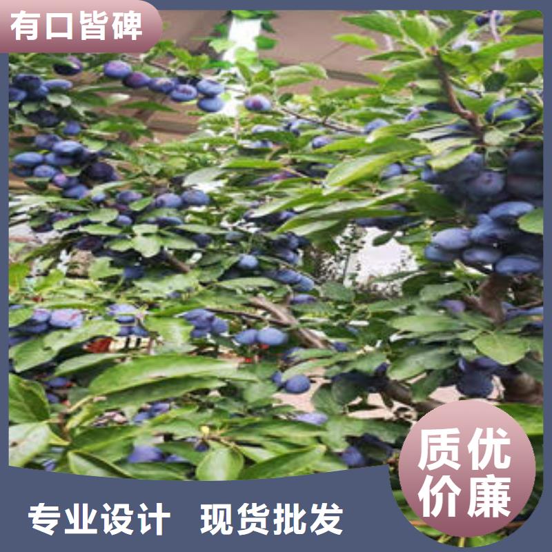 李子苗_桃樹苗全新升級(jí)品質(zhì)保障