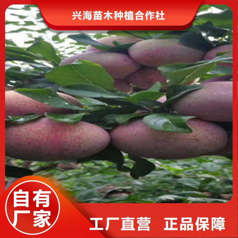 李子苗核桃苗精工細致打造