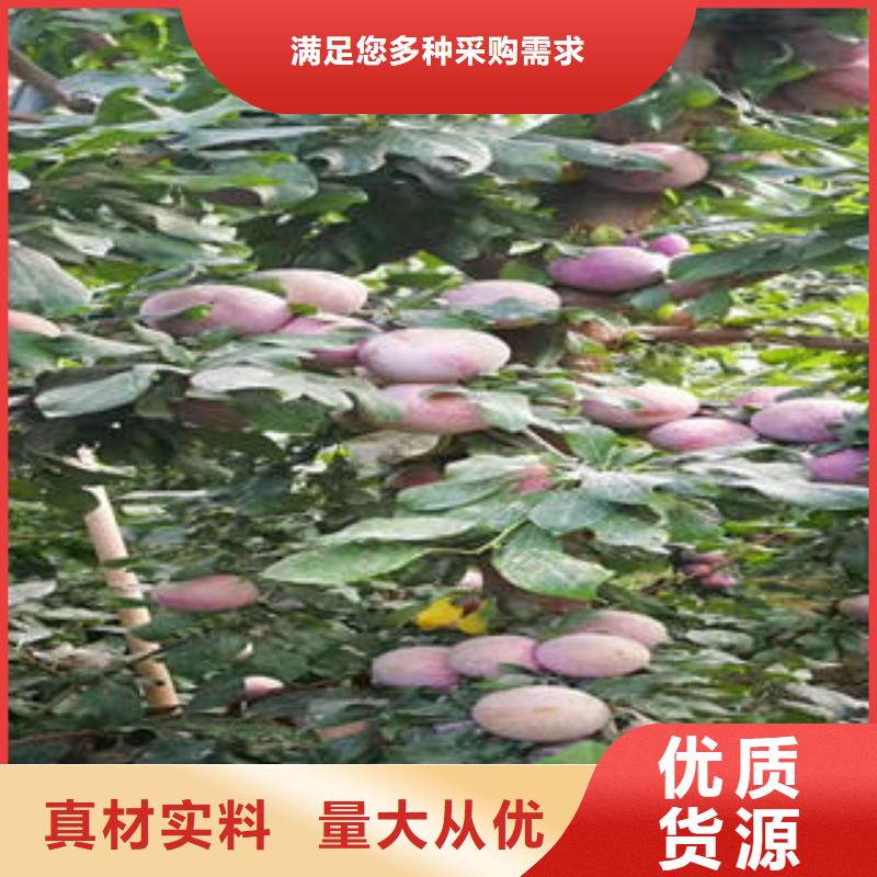 李子苗-蘋果苗海量現(xiàn)貨