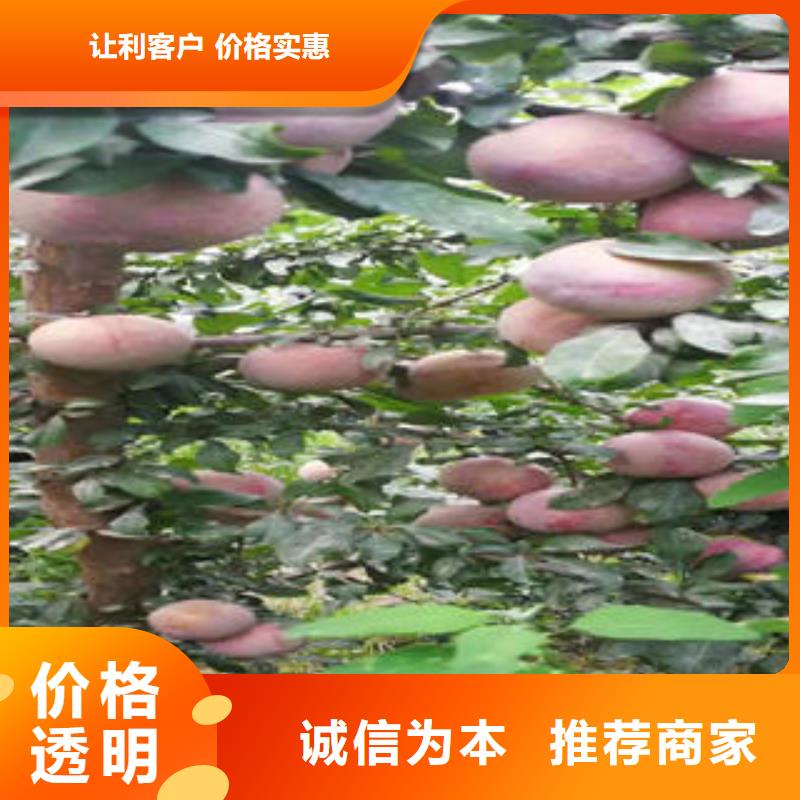 李子苗,山楂苗源廠直銷