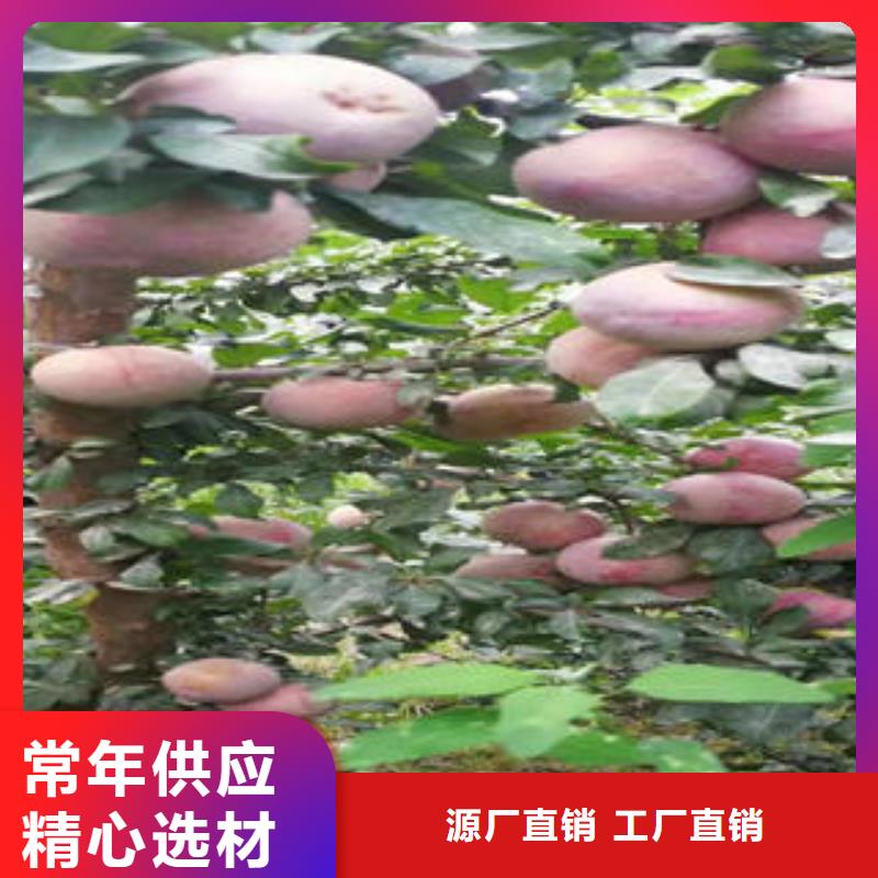 【李子苗核桃苗實力工廠】