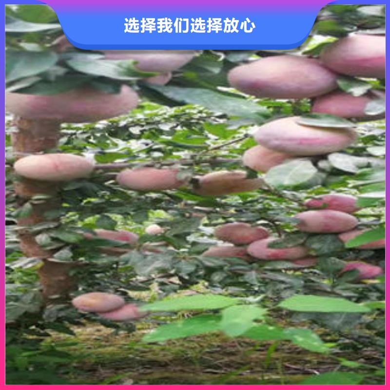 花椒苗视频-桂林市花椒苗-【当地】可服务区域临桂|全州|北海|来宾|梧州|贵港|河池|玉林|百色