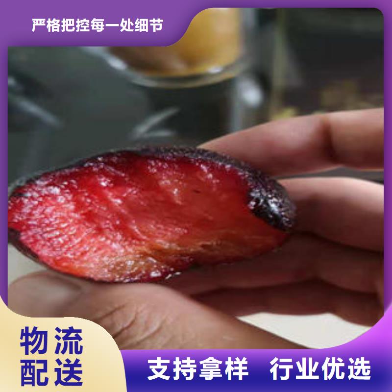 花椒苗视频-花椒苗-兴海苗木种植社(攀枝花市分公司)服务区域盐边|仁和|阿坝|泸州|宜宾|德阳|巴中|凉山|绵阳