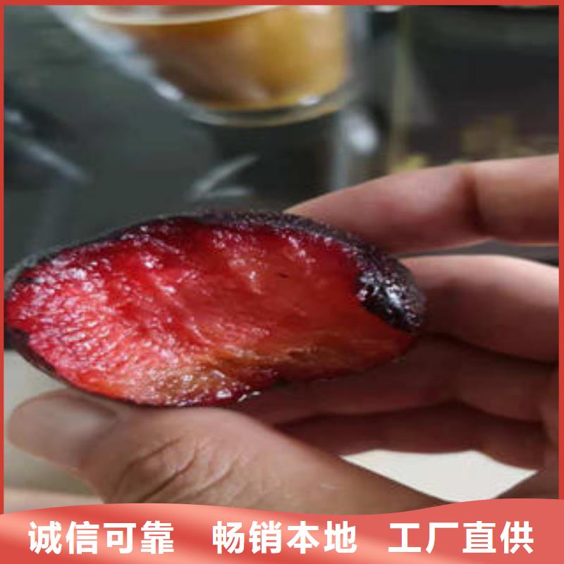 花椒苗视频-花椒苗-广东省韶关市南雄|仁化|湛江|广州|肇庆|阳江此地生产商