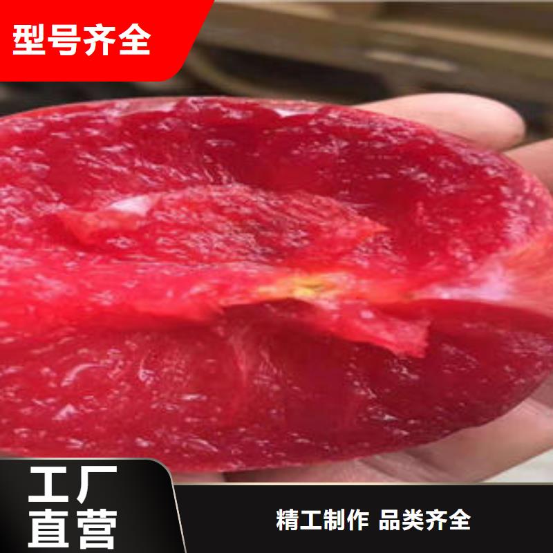 李子苗,山楂苗源廠直銷