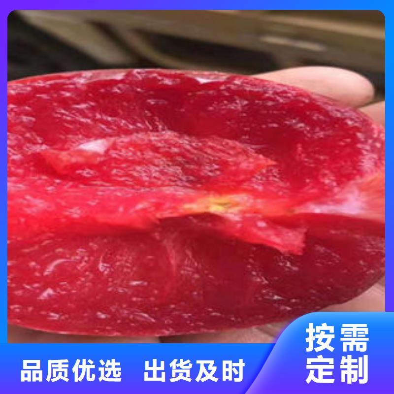 【李子苗核桃苗實力工廠】