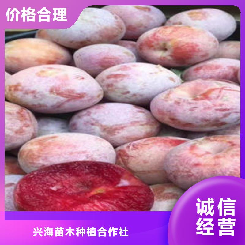 【李子苗核桃苗實力工廠】