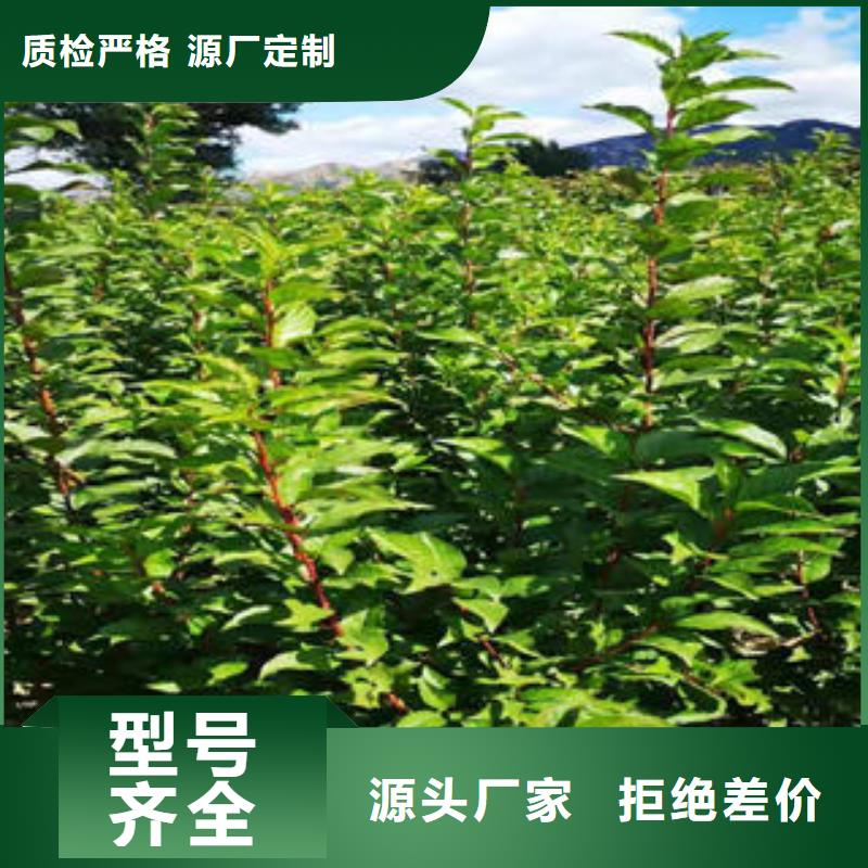 李子苗【桃樹苗】廠家售后完善