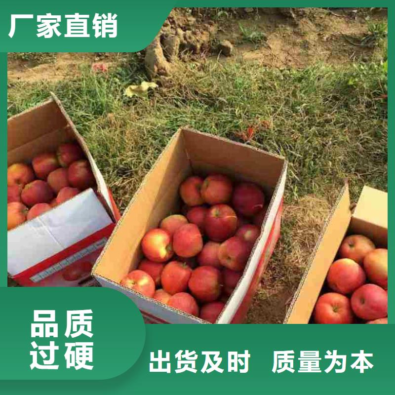 花椒苗视频-海安|启东|南京|苏州|无锡|盐城|镇江|泰州|常州兴海花椒苗_ 兴海苗木种植社(南通市分公司)